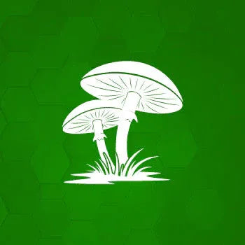 Champignon sur la pelouse Image